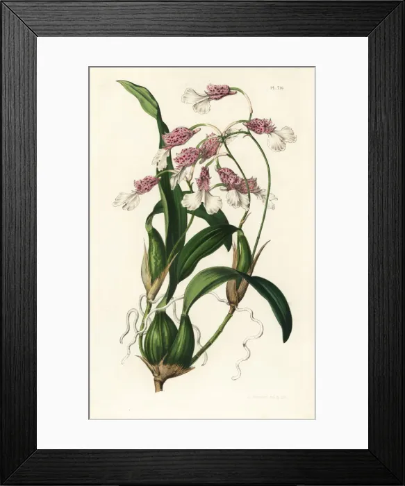 Framed Print : Rodriguezia decora orchid Framed Print : Rodriguezia decora orchid