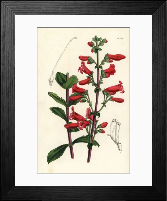 Framed Print : Rock penstemon, Penstemon baccharifolius Framed Print : Rock penstemon, Penstemon baccharifolius