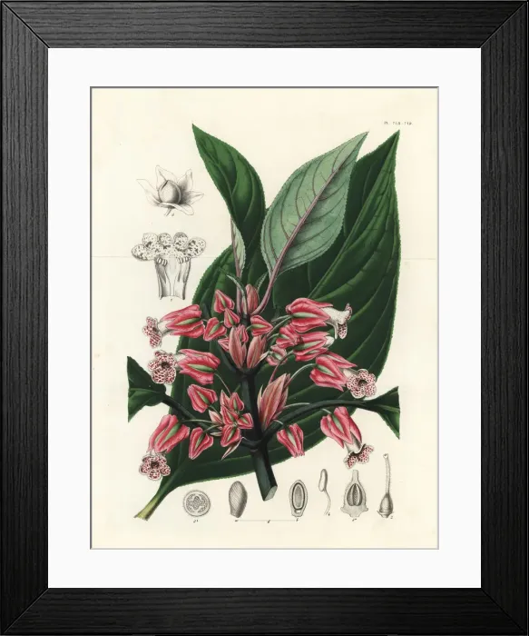 Framed Print : Crantzia tigrina Framed Print : Crantzia tigrina