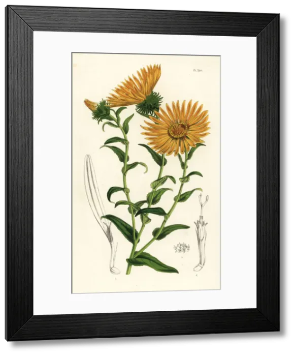 Framed Print : Grindelia grandiflora Framed Print : Grindelia grandiflora