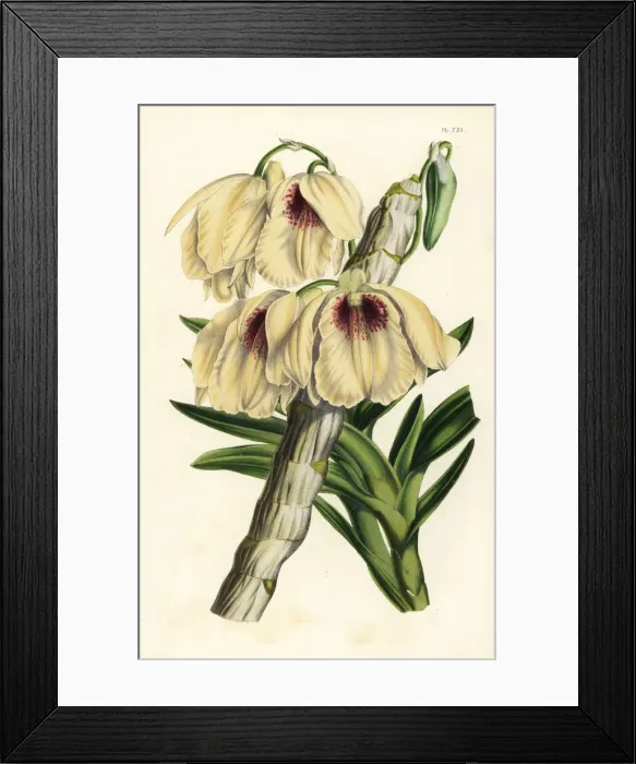 Framed Print : White and blood-red dendrobium orchid, Dendrobium Framed Print : White and blood-red dendrobium orchid, Dendrobium