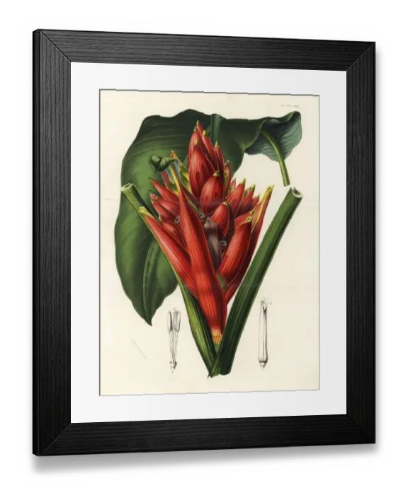 Framed Print : Scarlet banana or red-flowering banana, Musa coccinea Framed Print : Scarlet banana or red-flowering banana, Musa coccinea