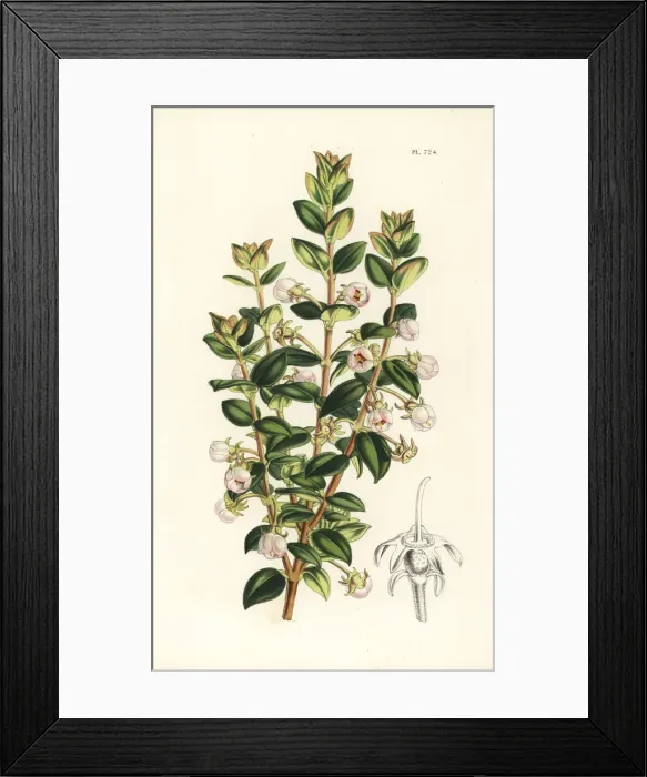 Framed Print : Chilean guava, Ugni molinae Framed Print : Chilean guava, Ugni molinae