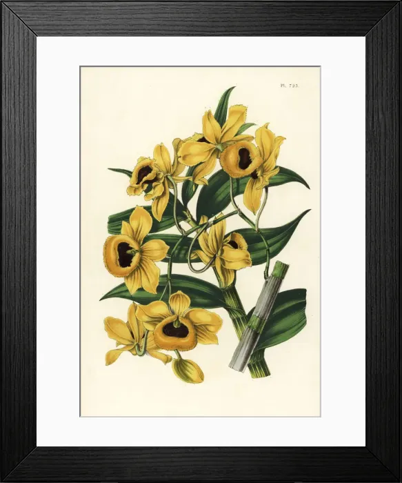 Framed Print : Golden yellow-flowered dendrobium orchid Framed Print : Golden yellow-flowered dendrobium orchid