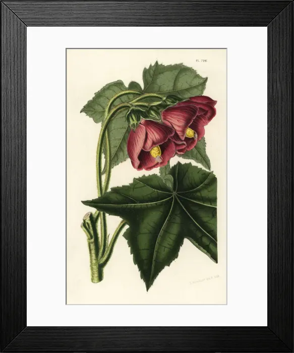 Framed Print : Phymosia rosea Framed Print : Phymosia rosea