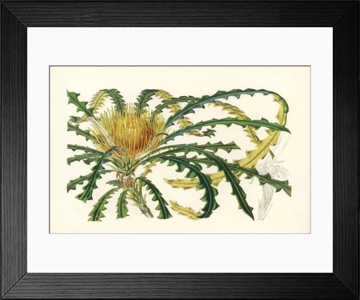 Framed Print : Golden dryandra, Dryandra nobilis Framed Print : Golden dryandra, Dryandra nobilis