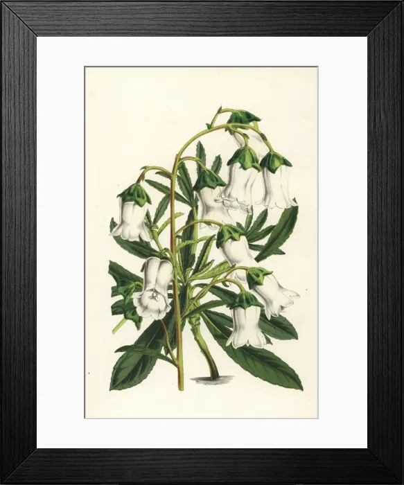 Framed Print : Azorina vidalii, endangered plant