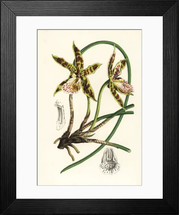 Framed Print : Hadwens scuticaria orchid, Scuticaria hadwenii Framed Print : Hadwens scuticaria orchid, Scuticaria hadwenii
