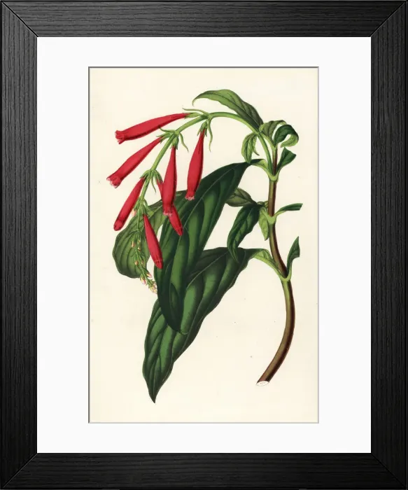 Framed Print : Toothedthread, Odontonema rutilans