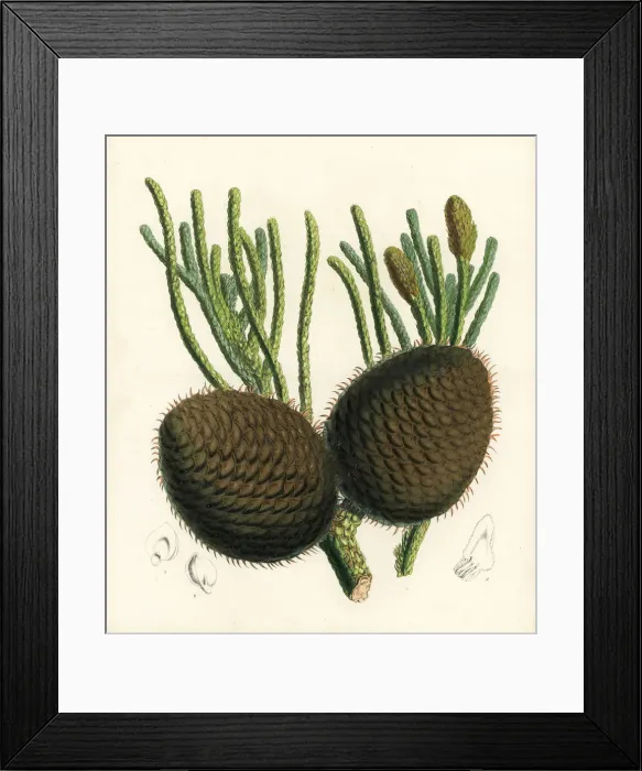Framed Print : Coral reef araucaria or Cook pine, Araucaria columnaris Framed Print : Coral reef araucaria or Cook pine, Araucaria columnaris