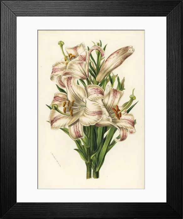 Framed Print : Madonna lily, Lilium candidum Framed Print : Madonna lily, Lilium candidum