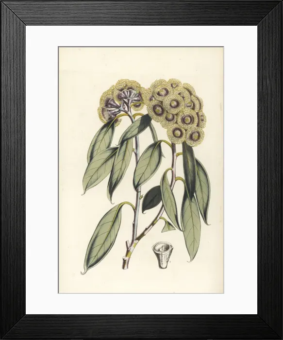 Framed Print : Tasmanian snow gum, Eucalyptus coccifera Framed Print : Tasmanian snow gum, Eucalyptus coccifera