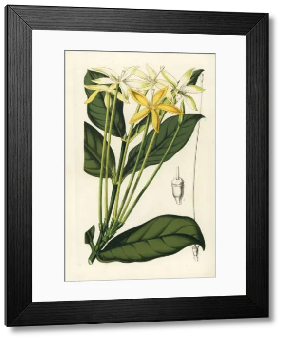 Framed Print : Oxyanthus tubiflorus Framed Print : Oxyanthus tubiflorus