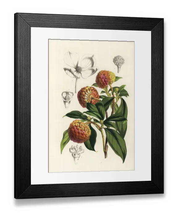 Framed Print : Benthams cornel, Cornus capitata Framed Print : Benthams cornel, Cornus capitata