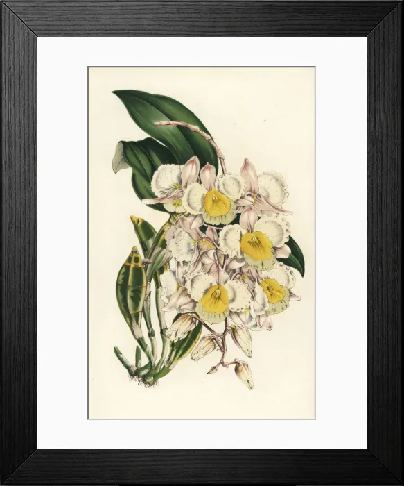 Framed Print : Farmers dendrobium orchid, Dendrobium farmeri Framed Print : Farmers dendrobium orchid, Dendrobium farmeri