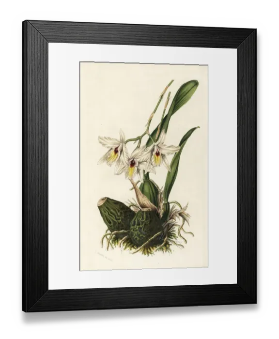 Framed Print : Laelia rubescens orchid Framed Print : Laelia rubescens orchid