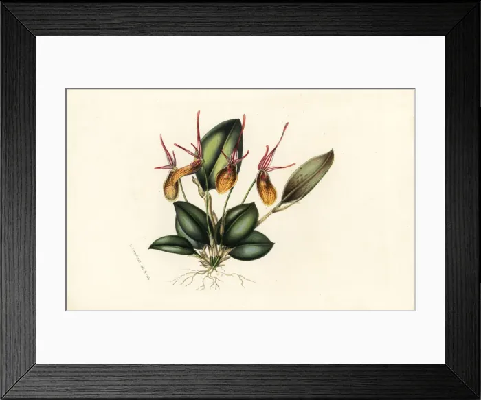 Framed Print : Elegant restrepia orchid, Restrepia elegans Framed Print : Elegant restrepia orchid, Restrepia elegans