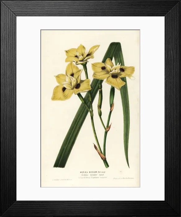 Framed Print : African iris, Dietes bicolor Framed Print : African iris, Dietes bicolor