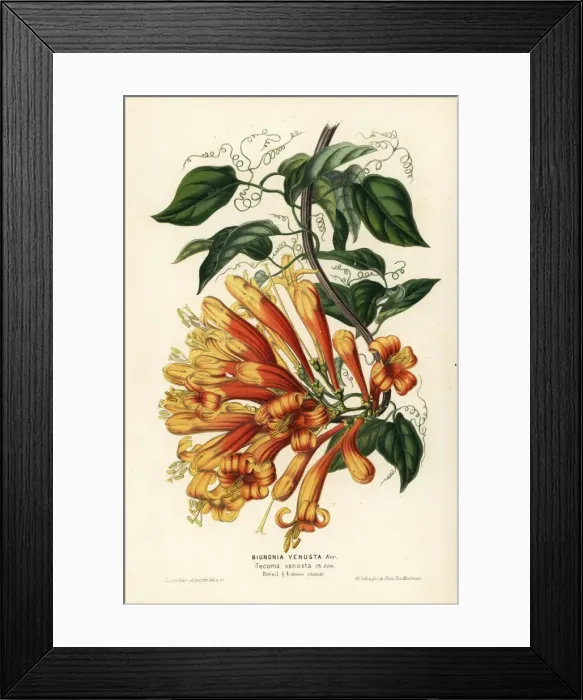 Framed Print : Orange trumpet flower, Pyrostegia venusta Framed Print : Orange trumpet flower, Pyrostegia venusta