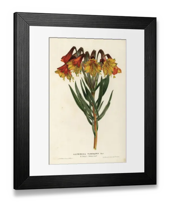 Framed Print : Plantain-leaved alstroemeria, Alstroemeria plantaginea Framed Print : Plantain-leaved alstroemeria, Alstroemeria plantaginea