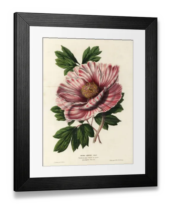 Framed Print : Ribboned peony of Flanders, Paeonia moutan vittata Framed Print : Ribboned peony of Flanders, Paeonia moutan vittata