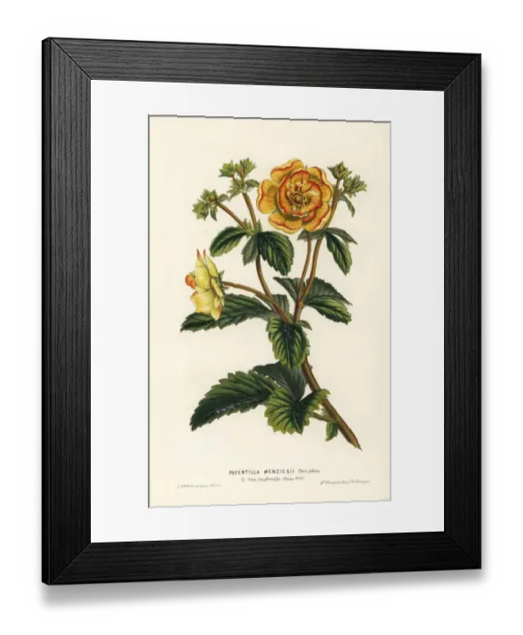 Framed Print : Menzies Himalayan cinquefoil, Potentilla atrosanguinea Framed Print : Menzies Himalayan cinquefoil, Potentilla atrosanguinea