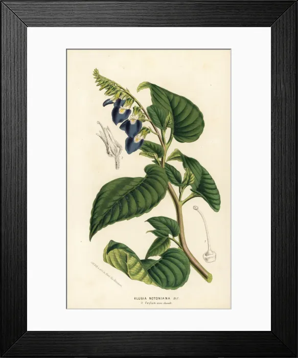 Framed Print : Rhynchoglossum notonianum Framed Print : Rhynchoglossum notonianum
