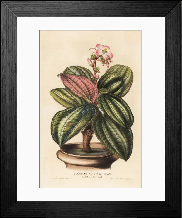 Framed Print : Bertolonia marmorata Framed Print : Bertolonia marmorata