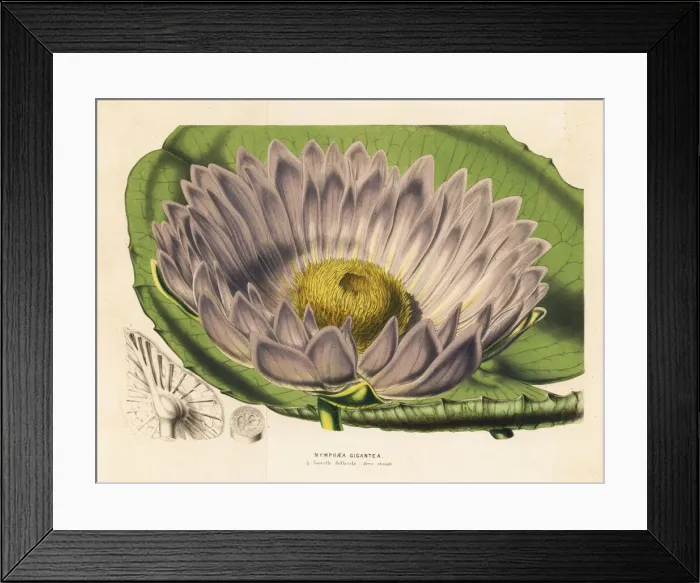 Framed Print : Gigantic water lily variety, Victoria amazonica Framed Print : Gigantic water lily variety, Victoria amazonica