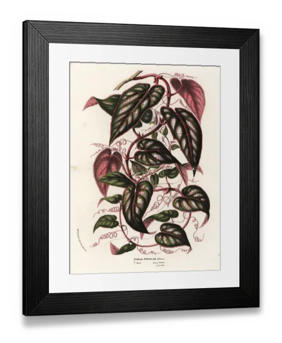 Framed Print : Java cissus vine, Cissus javana Framed Print : Java cissus vine, Cissus javana