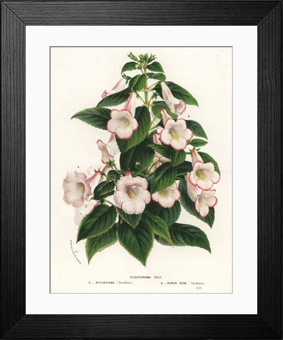 Framed Print : Plectopoma myriostygma and Plectopoma ruban rose Framed Print : Plectopoma myriostygma and Plectopoma ruban rose