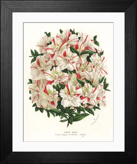 Framed Print : Azalea hybrid, Comtesse Eugenie de Kerchove Framed Print : Azalea hybrid, Comtesse Eugenie de Kerchove