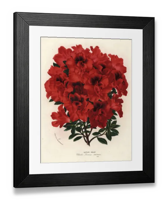 Framed Print : Azalea hybrid, Charles Leirens, Rhododendron indicum Framed Print : Azalea hybrid, Charles Leirens, Rhododendron indicum