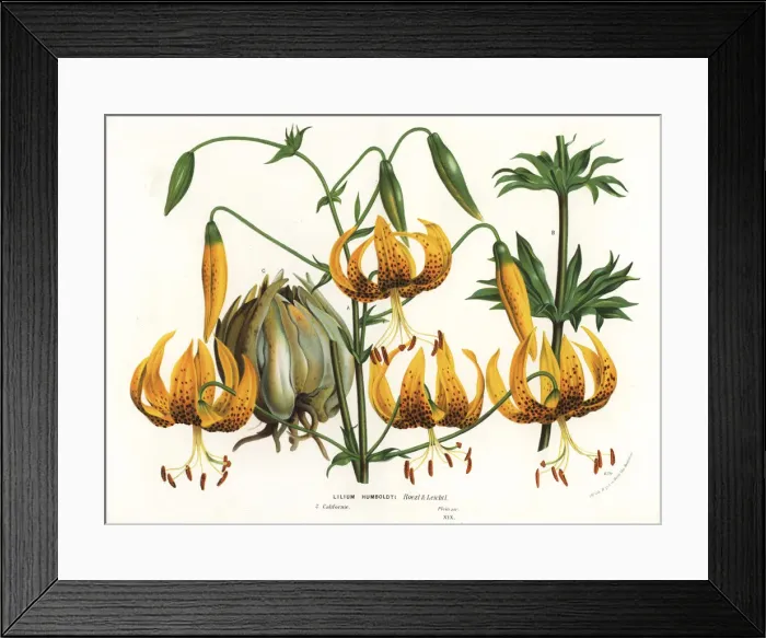 Framed Print : Humboldts lily, Lilium humboldtii Framed Print : Humboldts lily, Lilium humboldtii