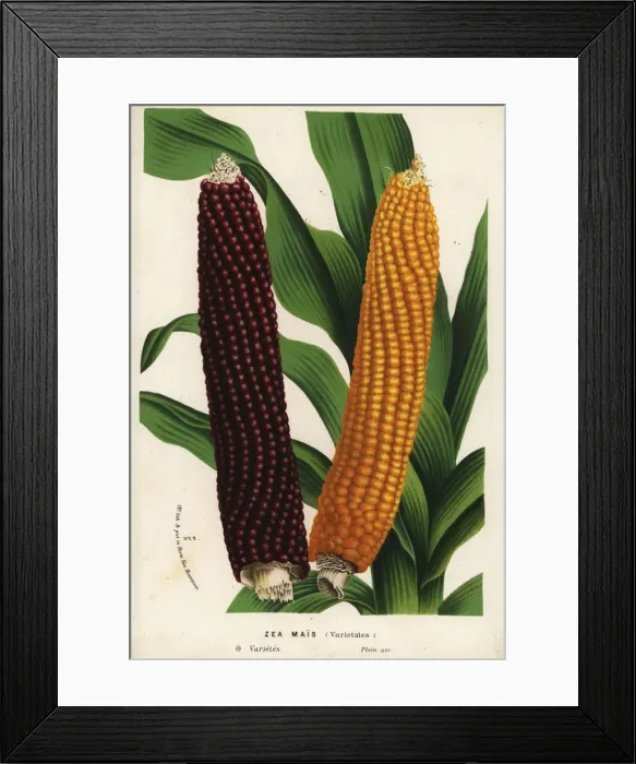 Framed Print : Varieties of maize or corn, Zea mays (Zea mais) Framed Print : Varieties of maize or corn, Zea mays (Zea mais)