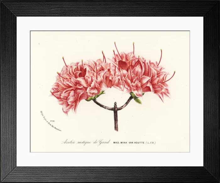 Framed Print : Azalea rustique de Gand, Rhododendron indicum Framed Print : Azalea rustique de Gand, Rhododendron indicum