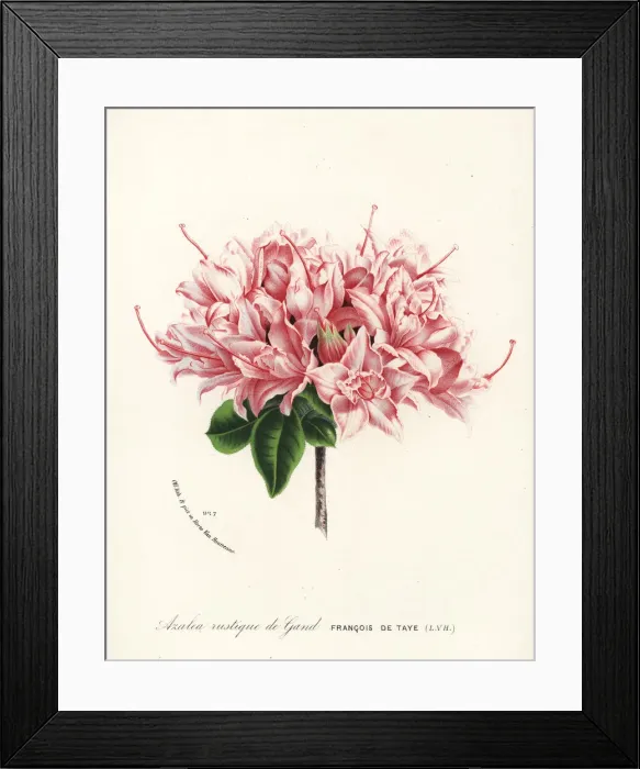 Framed Print : Azalea rustique de Gand, Rhododendron indicum Framed Print : Azalea rustique de Gand, Rhododendron indicum