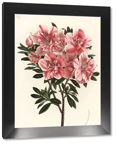 Satsuki azalea, Rhododendron indicum