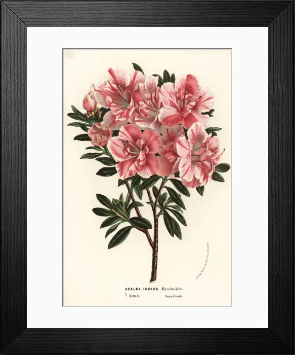 Framed Print : Satsuki azalea, Rhododendron indicum Framed Print : Satsuki azalea, Rhododendron indicum