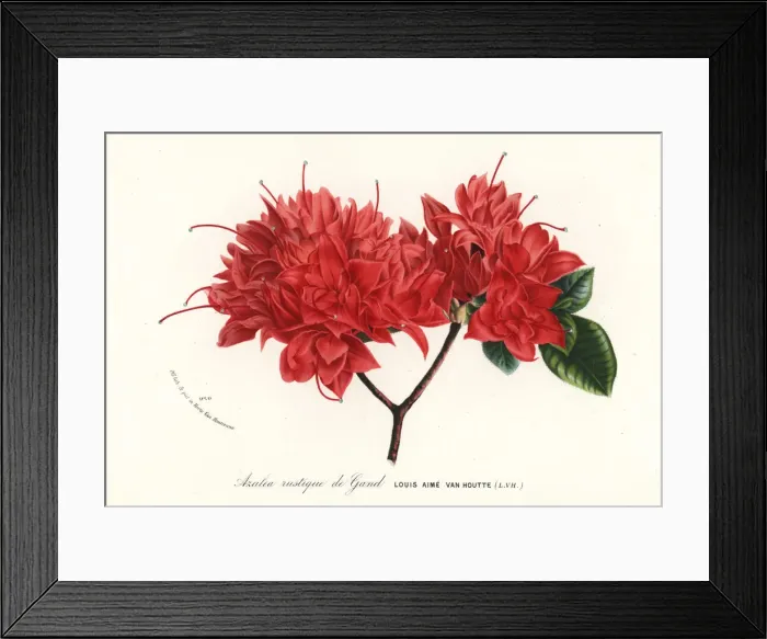 Framed Print : Azalea rustique de Gand, Rhododendron indicum Framed Print : Azalea rustique de Gand, Rhododendron indicum