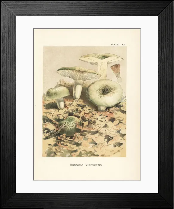 Framed Print : Green brittlegill mushroom, Russula virescens Framed Print : Green brittlegill mushroom, Russula virescens