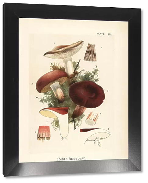 Edible russulae mushrooms