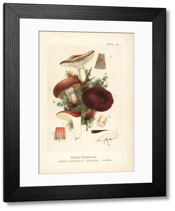 Framed Print : Edible russulae mushrooms Framed Print : Edible russulae mushrooms
