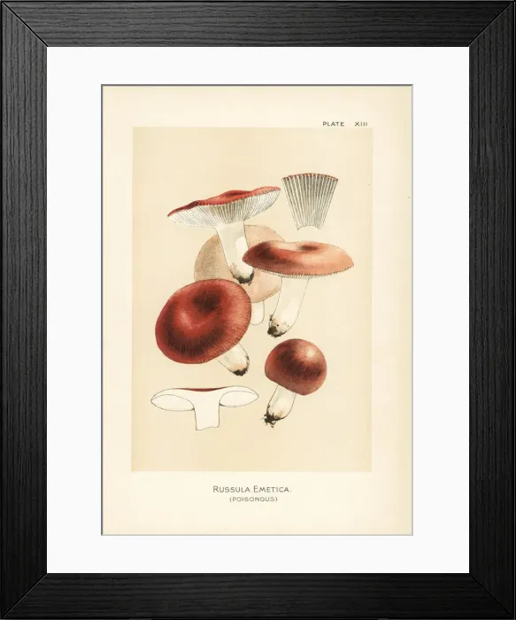 Framed Print : The sickener, Russula emetica Framed Print : The sickener, Russula emetica