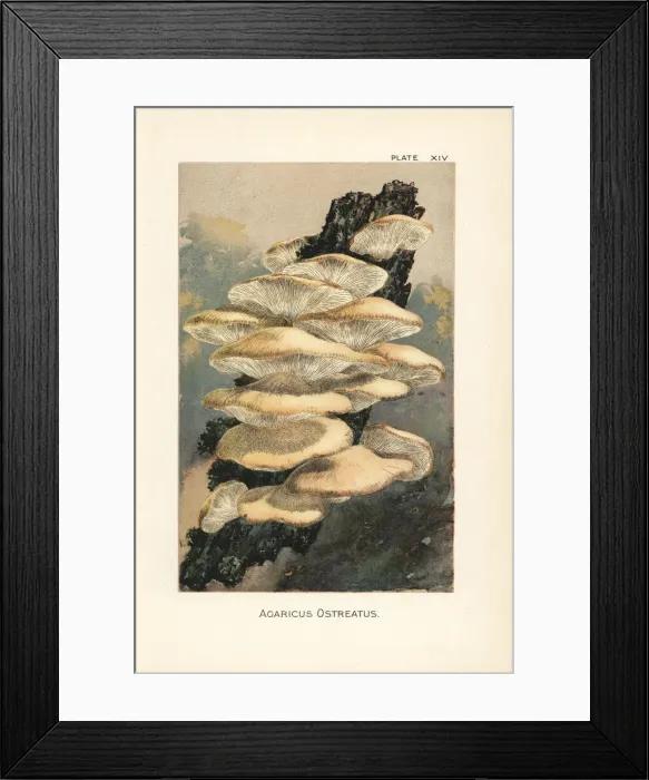 Framed Print : Oyster mushroom, Agaricus ostreatus Framed Print : Oyster mushroom, Agaricus ostreatus
