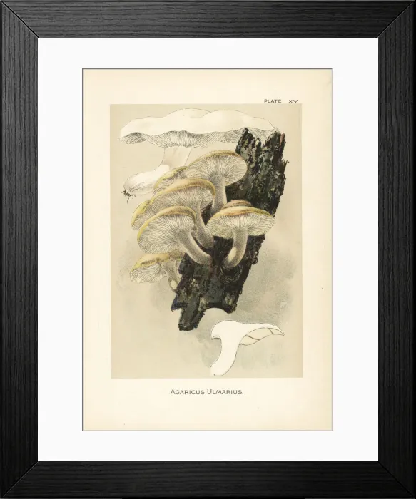 Framed Print : Elm oyster mushroom, Hypsizygus ulmarius Framed Print : Elm oyster mushroom, Hypsizygus ulmarius