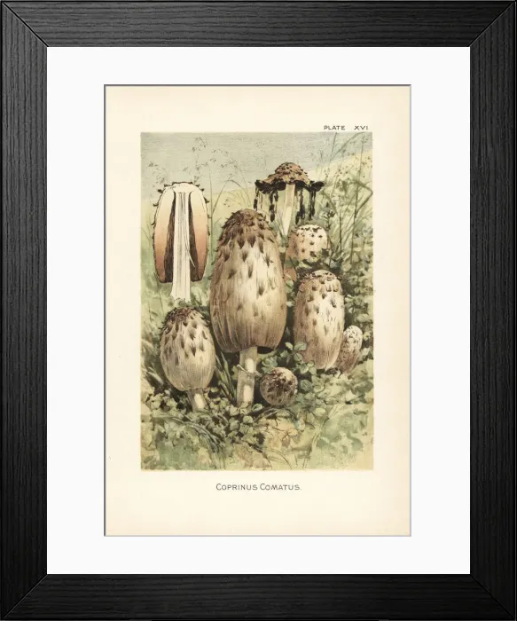 Framed Print : Shaggy ink cap, Coprinus comatus Framed Print : Shaggy ink cap, Coprinus comatus