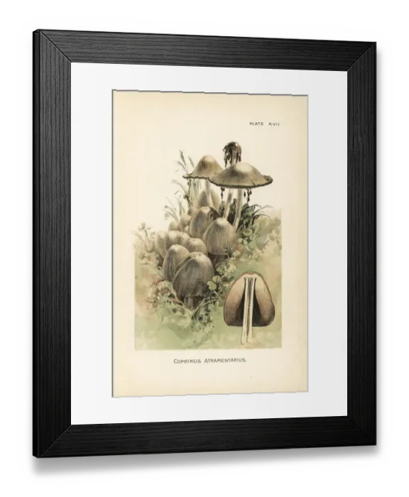 Framed Print : Common ink cap or inky cap, Coprinus atramentarius Framed Print : Common ink cap or inky cap, Coprinus atramentarius