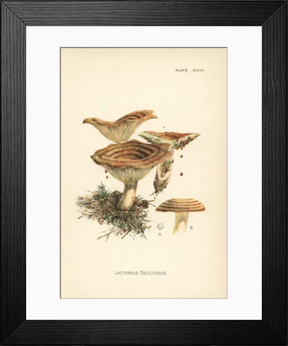 Framed Print : Saffron milk cap, Lactarius deliciosus Framed Print : Saffron milk cap, Lactarius deliciosus