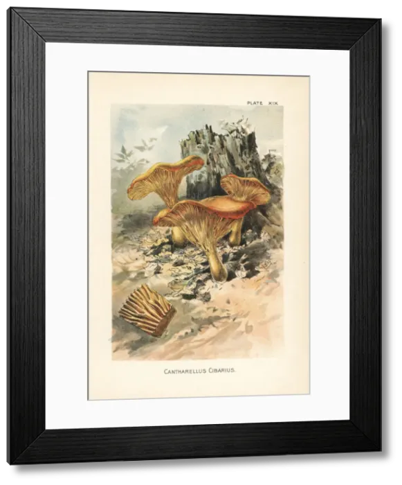 Framed Print : Golden chanterelle, Cantharellus cibarius Framed Print : Golden chanterelle, Cantharellus cibarius